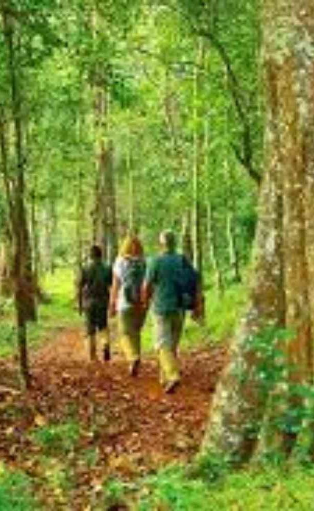 nature-walk-in-kerala-pice (1)
